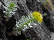 Apparently the police have been planting evidence